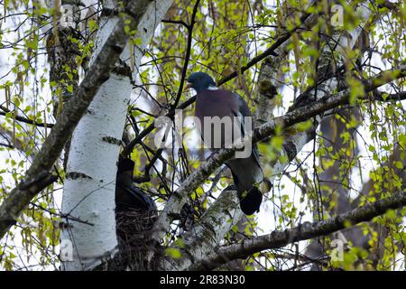 Columba-Palumbus-Vogel auf einem Birkenzweig im Juni. Die gewöhnliche Holztaube Columba palumbus ist eine große Art in der Familie der Tauben und Tauben. Stockfoto