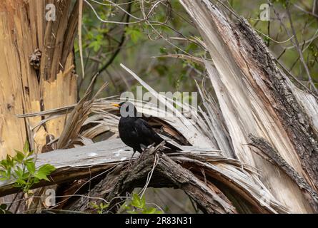 Der Rotbarsch Turdus merula ist ein relativ großer Langschwanzvogel, weit verbreitet und häufig und daher einer der beliebtesten und am besten lebenden Seekühe Stockfoto