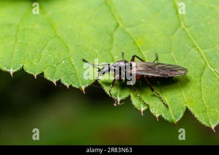 Bibio marci ist eine Fliege aus der Familie Bibionidae, genannt Märzfliegen und Wanzen. Larven dieser Insekten leben im Boden und beschädigten Pflanzenwurzeln. Stockfoto