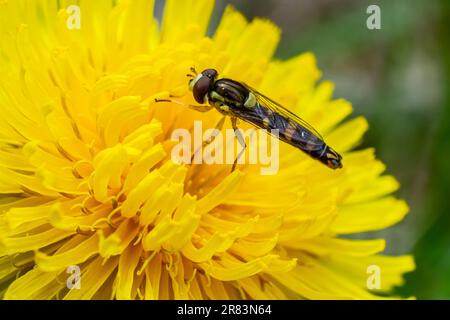 Makro eines langen Hoverfly Sphaerophoria scripta der Familie Syrphidae auf einer gelben Blume. Stockfoto