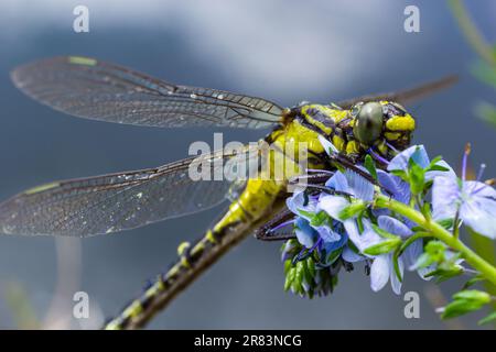 Die Libelle, Gompha vulgaris Gomphus vulgatissimus auf der Pflanze durch das Morgensonnenlicht des Sees im Sommer. Stockfoto