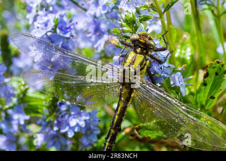 Die Libelle, Gompha vulgaris Gomphus vulgatissimus auf der Pflanze durch das Morgensonnenlicht des Sees im Sommer. Stockfoto