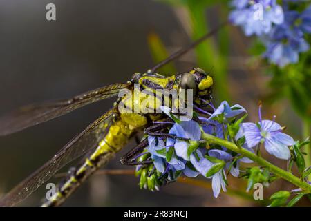 Die Libelle, Gompha vulgaris Gomphus vulgatissimus auf der Pflanze durch das Morgensonnenlicht des Sees im Sommer. Stockfoto