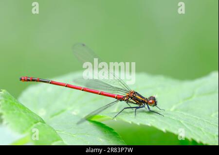 Große Rote Damselfliege (Pyrrhosoma nymphula), Nordrhein-Westfalen, Deutschland, große Rote Damsel Stockfoto