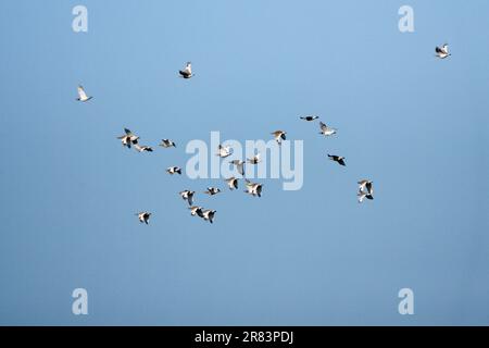 Little Bustards (Tetrax tetrax), Alentejo, Portugal Stockfoto