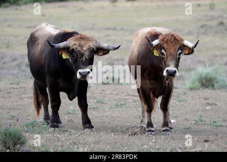 Mirandesa Rinder, Paar, Alentejo, Bulle und Kuh, Bulle, Portugal Stockfoto