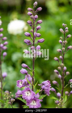 Larkspurs violette Blumen oder Delphinium ajacis in einem Garten Stockfoto