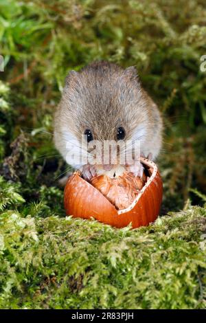 Old World Harvest Mouse (Micromys minutus), Fütterung von Haselnüssen, Deutschland Stockfoto