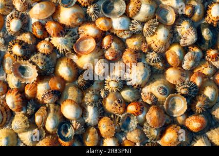 Gewöhnliche (Patella vulgata) europäische Trompeten an der Küste, Northumberland, England Stockfoto