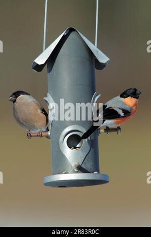 Bullfink (Pyrrhula pyrrhula), Paar im Winter an der Fütterungsstation, Niedersachsen, Deutschland, Finken Stockfoto