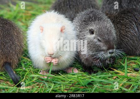 Nutrias (Myocastor coypus), Youngs, normal und Albino, Coypu Stockfoto