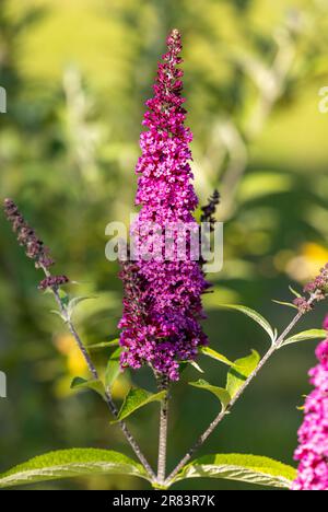 Blühende Blumen von buddleja davidii im Sommergarten. Blumen, die Schmetterlinge lieben Stockfoto