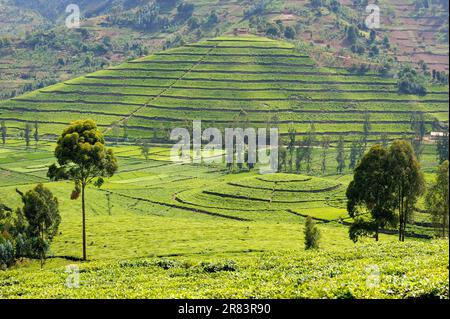 Teeplantage, in der Nähe von Nyungwe, Ruanda Stockfoto