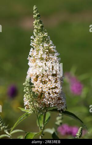 Blühende Blumen von buddleja davidii im Sommergarten. Blumen, die Schmetterlinge lieben Stockfoto