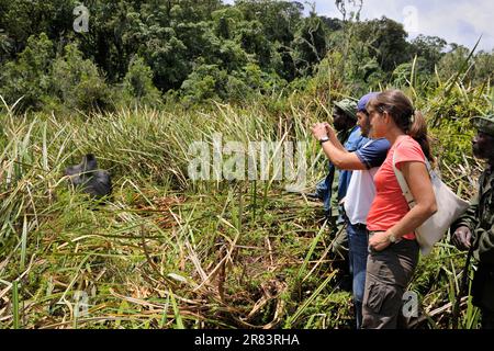 Besucher mit Reiseleiter beobachten östlichen Tieflandgorilla, Silberrücken, Kahuzi Biega Park, Demokratische Republik Kongo (Gorilla beringei graueri), Kongo Stockfoto