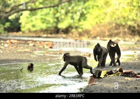 Drei junge Sulawesi-Schwarzkammmakaken (Macaca nigra) – einer von ihnen (Mitte) hat seine rechte Hand an die Falle eines Wilderers verloren – forschen auf einem Bach in der Nähe eines Strandes im Wald von Tangkoko, North Sulawesi, Indonesien. Laut der Website des Macaca Nigra-Projekts wird Macaca nigra, einer der 25 am stärksten gefährdeten Primaten der Erde, im Jahr 2050 aussterben, wobei die Auswirkungen nicht nachhaltiger menschlicher Aktivitäten laut einer anderen Gruppe von Wissenschaftlern zu den Hauptursachen gehören. Das Personal des Macaca Nigra Project hat in 16 Jahren 1.700 Fallen gesammelt. Stockfoto