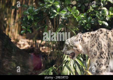 Schneeleopard (Panthera Uncia) in Gefangenschaft geht in einem europäischen Zoo-Glaskäfig auf und ab. Stockfoto