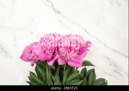 Draufsicht auf pinkfarbene Pfingstrosen auf weißem Marmorhintergrund. Pfingstrosen Blumen liegen flach, Kopierraum. Stockfoto