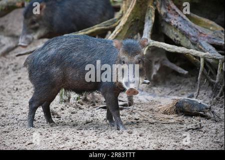 Weißlippenpekkaries (Tayassu pecari), Alta Floresta, Mato Grosso, Brasilien, Side Stockfoto