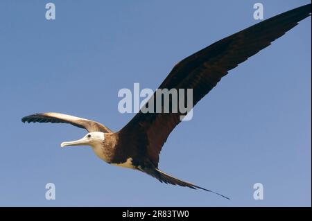 Herrliche Fregattvogels (Fregata magnificens), Fernando De Noronha, Brasilien Stockfoto