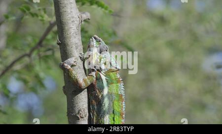 9. Juni 2023, Oblast Oblast Oblast Oblast Oblast Oblast Oblast Oblast, Ukraine, Osteuropa: Grünes Chamäleon, das an sonnigen Tagen auf den Baumstamm steigt. Panther Chamäleon (Kreditbild: © Andrey Nekrasov/ZUMA Press Wire) NUR REDAKTIONELLE VERWENDUNG! Nicht für den kommerziellen GEBRAUCH! Stockfoto