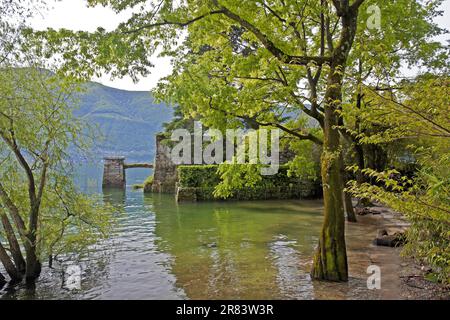 Ufer, Lago Maggiore, Isole di Brissago, Tessin, Brissago-Inseln, Lago Maggiore, Schweiz Stockfoto