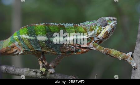 9. Juni 2023, Oblast Oblast Oblast Oblast Oblast Oblast, Ukraine, Osteuropa: Bright Panther chameleon (Furcifer pardalis) Klettergerüste (Kreditbild: © Andrey Nekrasov/ZUMA Press Wire) NUR REDAKTIONELLE VERWENDUNG! Nicht für den kommerziellen GEBRAUCH! Stockfoto