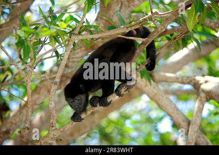 Schwarzer Brüllaffe (Alouatta caraya), Honduras Stockfoto