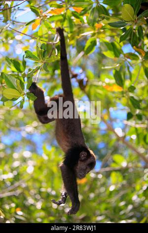 Schwarzer Brüllaffe (Alouatta caraya), Honduras Stockfoto