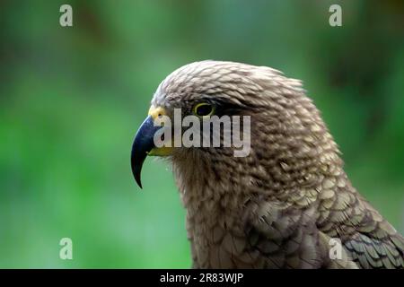 Kea (Nestor notabilis) Papagei, Seite, Profil Stockfoto