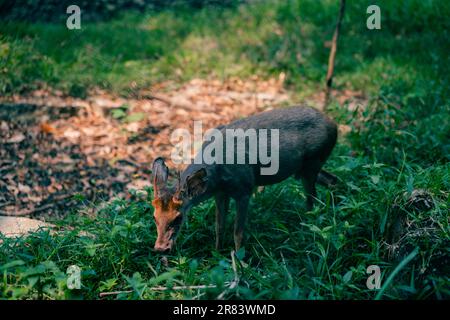 Braunbrocket Deer Mazama Gouazoubira schaut an einem Sommertag in die Kamera. Hochwertiges Foto Stockfoto