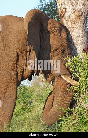 Eingeschlammter Elefant kratzt sich am Baum, S. Stockfoto