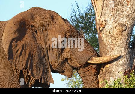 Eingeschlammter Elefant kratzt sich am Baum, S. Stockfoto