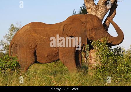 Eingeschlammter Elefant kratzt sich am Baum, S. Stockfoto