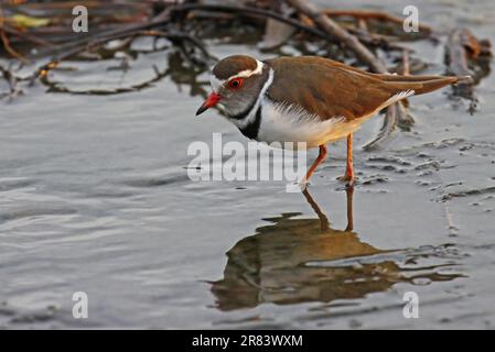 Dreibandregenpfeifer, Dreibandpfeifer (Charadrius tricollarius), S. Stockfoto