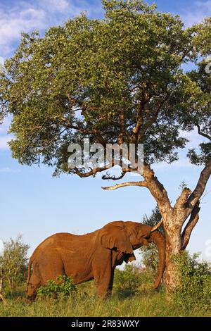 Eingeschlammter Elefant kratzt sich am Baum, S. Stockfoto