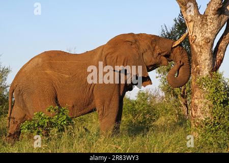 Eingeschlammter Elefant kratzt sich am Baum, S. Stockfoto