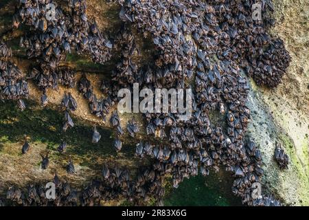 Geoffroys Rousette (Rousettus amplexicaudatus) ist eine Art von Megabat oder Old World Fruit Fledermäusen. Stockfoto