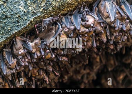 Geoffroys Rousette (Rousettus amplexicaudatus) ist eine Art von Megabat oder Old World Fruit Fledermäusen. Stockfoto