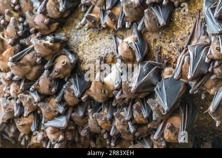 Geoffroys Rousette (Rousettus amplexicaudatus) ist eine Art von Megabat oder Old World Fruit Fledermäusen. Stockfoto