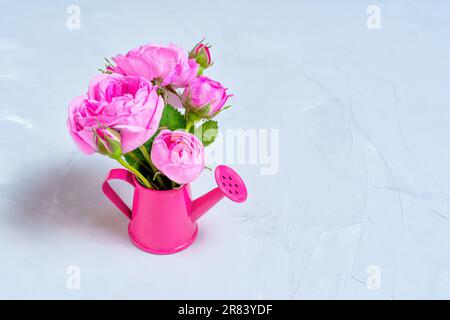 Zarter Strauß frischer Rosen in einem Miniatur-Pink-Gießkanne auf einem Betontisch mit Platz zum Kopieren. Im Bereich Garten- und Gartenbau Stockfoto