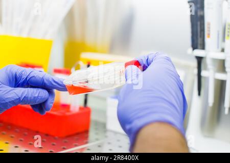 Wissenschaftlerforschung im Labor, Pipettieren von Zellkulturmedien in Laminarströmung Stockfoto