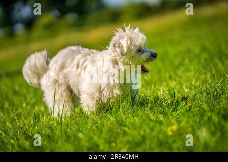 Kleiner maltesischer Mini-Hund auf der Wiese Stockfoto