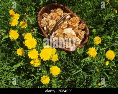 Korb mit essbaren Morcheln auf Löwenwiebelwiesen Stockfoto