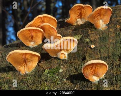 Eine Gruppe Orangenaustern auf einem liegendem Baumstamm im Dezember. Eine Gruppe verspottete Austern auf einem Baumstamm, der im Dezember lag Stockfoto