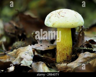 Schwarzblauer Boletus, Cyanoboletus pulverulentus Stockfoto