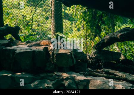 Ein schlafender gefährdeter San Joaquin Kit Fox. Hochwertiges Foto Stockfoto