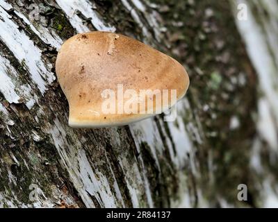 Fomitopsis betulina (vormals Piptoporus betulinus), allgemein bekannt als Birkenpolypore, Birkenhalterung oder Rasierklinge, ist eine gängige Klammer Stockfoto