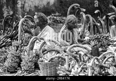 Schwarzweißfoto, zwei alte Frauen sitzen inmitten von Bananenfrüchten auf dem Thudiyalur Zeitschriftenmarkt, Tamil Nadu, Indien, Asien. 1982 fotografiert Stockfoto