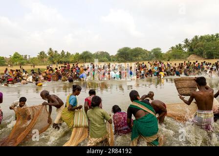 Fischereifestival in Venthanpatti bei Ponnamaravathy, Pudukkottai District, Tamil Nadu, Südindien, Inida, Asien. Während der Sommersaison, wenn der See Stockfoto